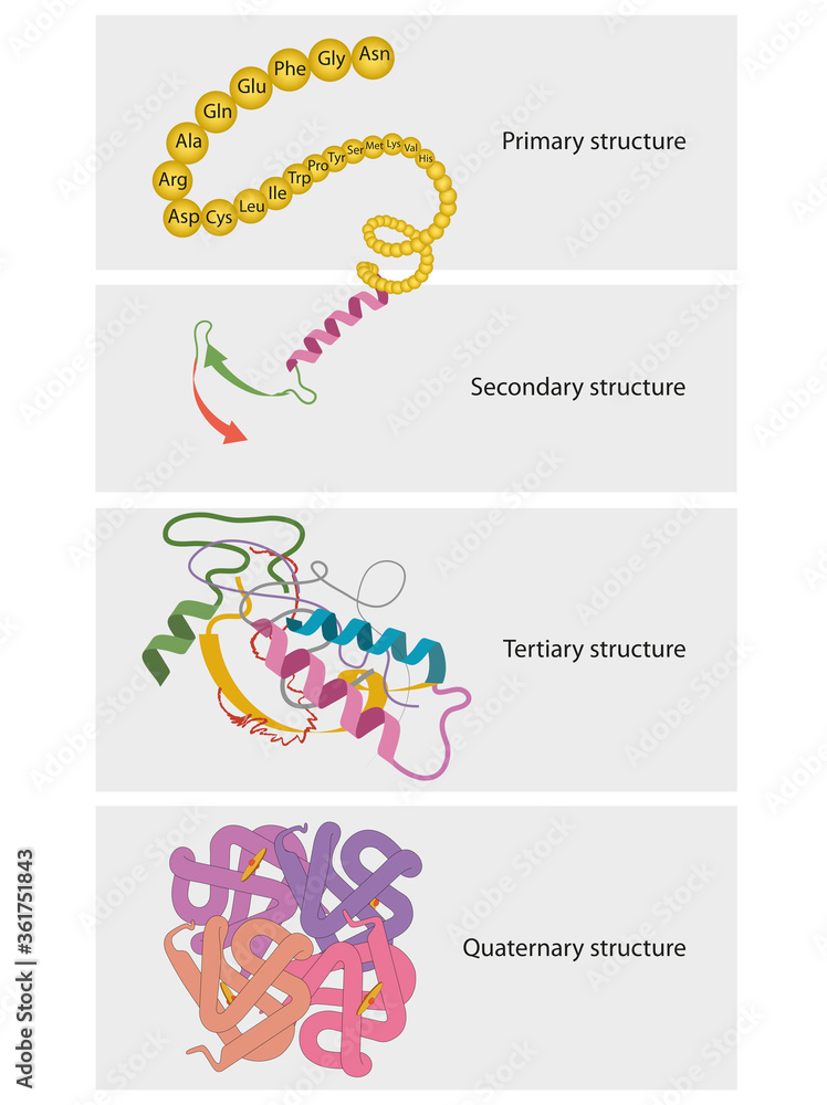 Types of Protein Structure. Proteins are biological polymers composed
