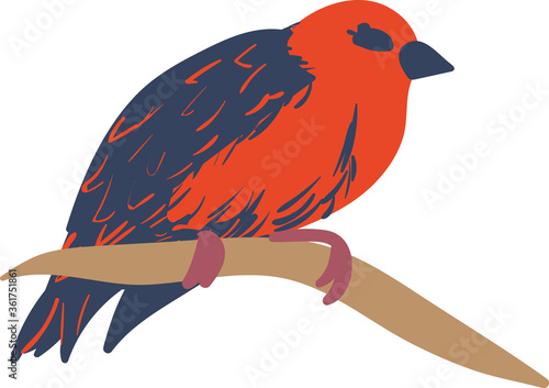 Red fody bird vector illustration. Small bird with red and black feathers.
