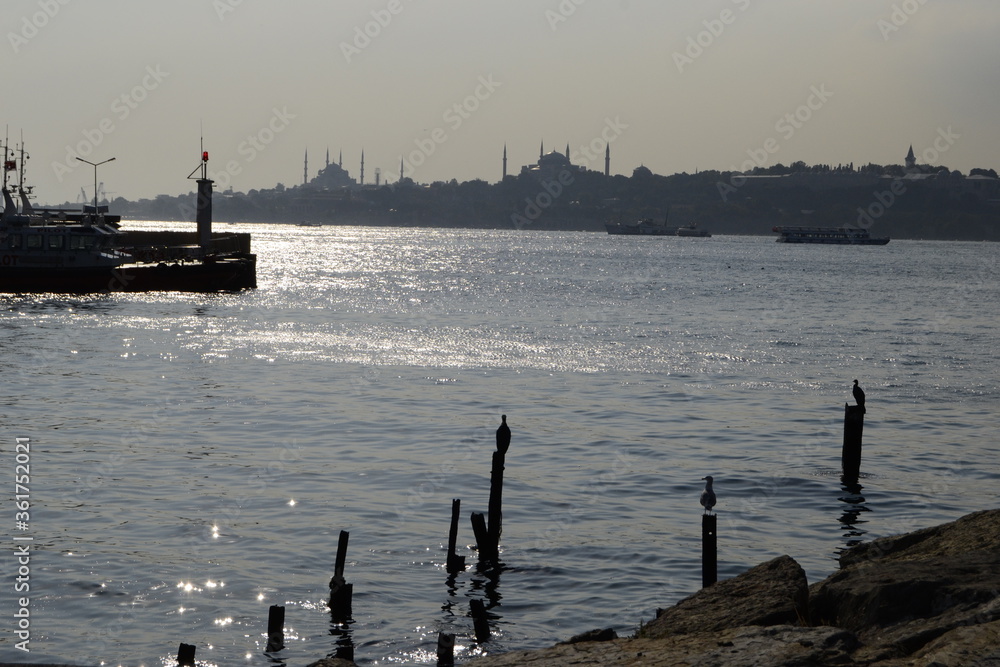 Istanbul skyline and cormorants birds
