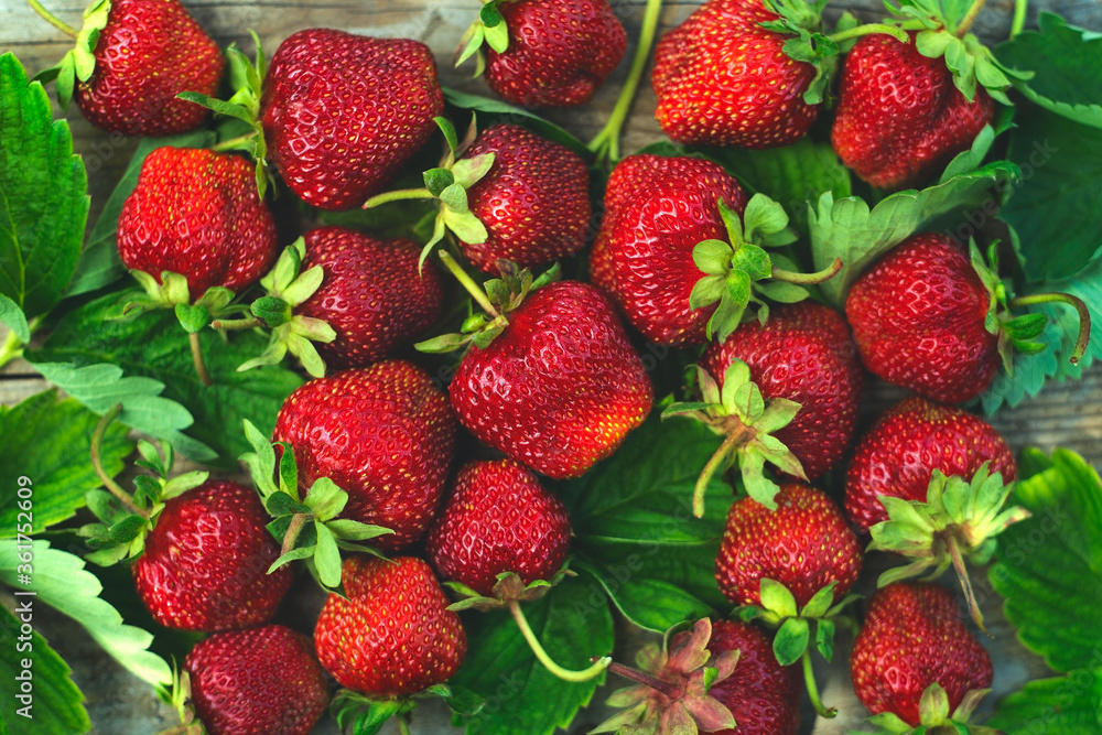 Background of large red strawberries with leaves, garden berries are evenly scattered throughout the image Background of large red strawberries with leaves, garden berries are evenly scattered throughout the image