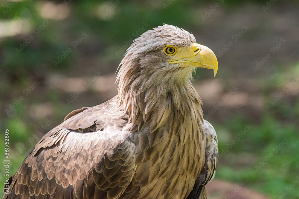 Detailed view of a white tailed eagle head, a typical Eurasian eagle Detailed view of a white tailed eagle head, a typical Eurasian eagle