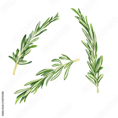 Set of fresh rosemary branches. Hand drawn watercolor illustration.