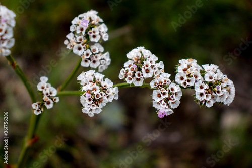 flower, nature, 