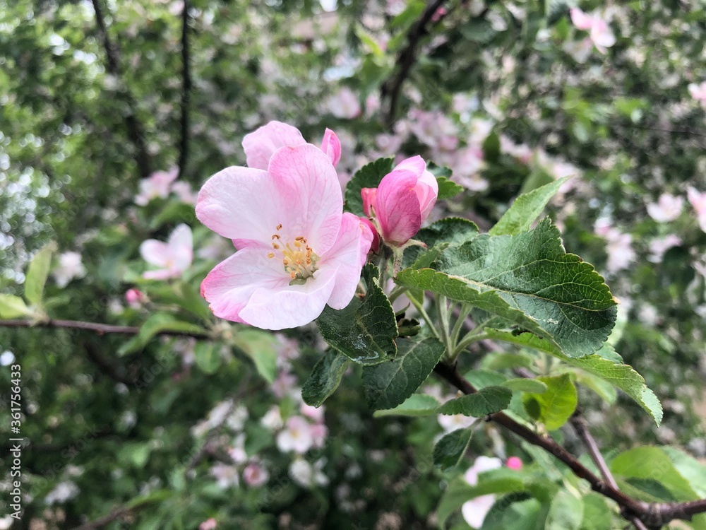 Blooming Apple tree. White-pink delicate flowers with five petals on branches with green leaves Blooming Apple tree. White-pink delicate flowers with five petals on branches with green leaves