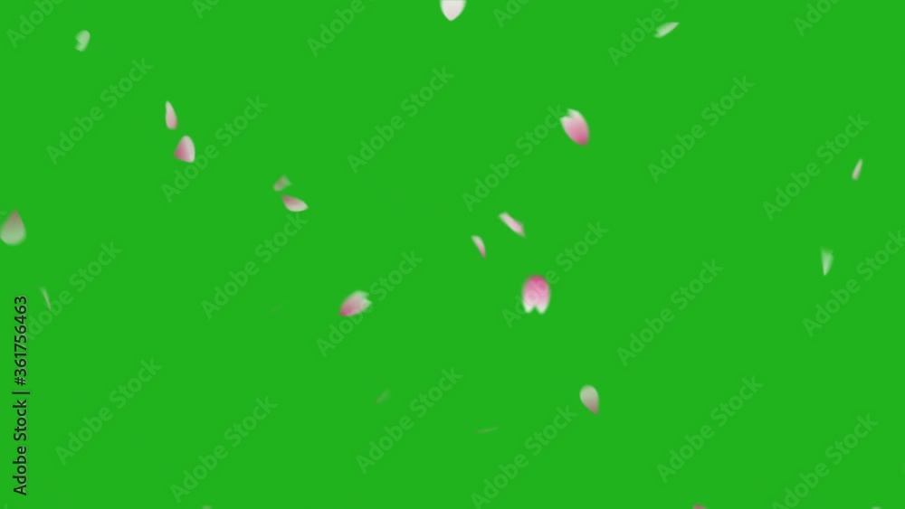 Falling rose petals motion graphics with green screen background Falling rose petals motion graphics with green screen background