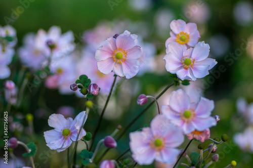 Anemone hupehensis japonica beautiful flowerin plant, flowers with pale pink petals and yellow center in bloom © Iva