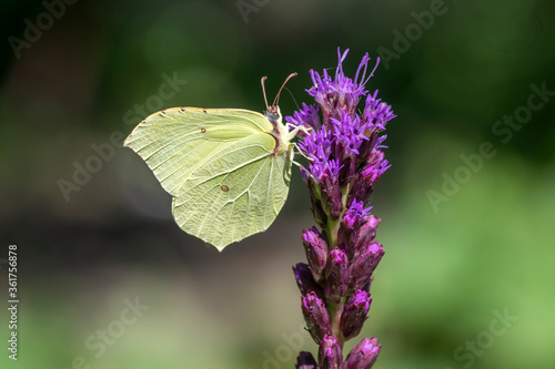 Gonepteryx rhamni butterfly sitting on Liatris spicata deep purple flowering flowers © Iva