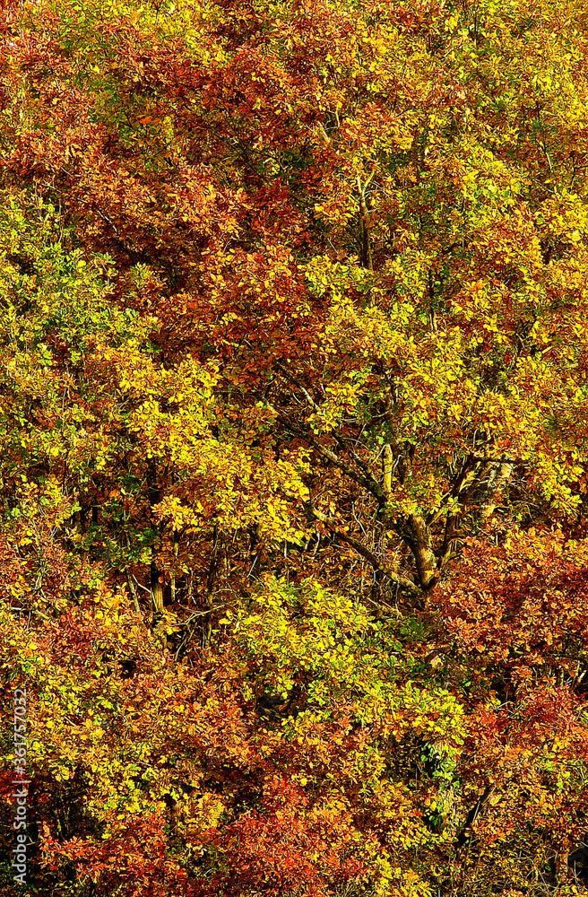 feuilles d'automne, leaves autumn feuilles d'automne, leaves autumn