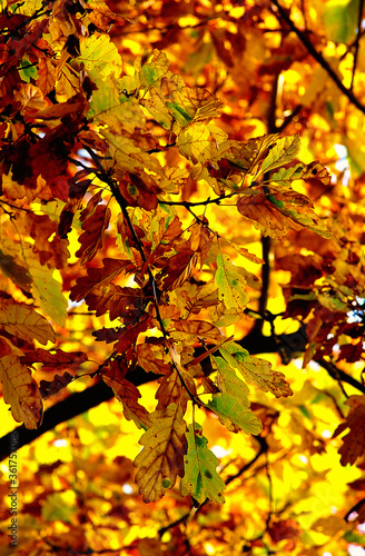 feuilles d'automne, leaves autumn