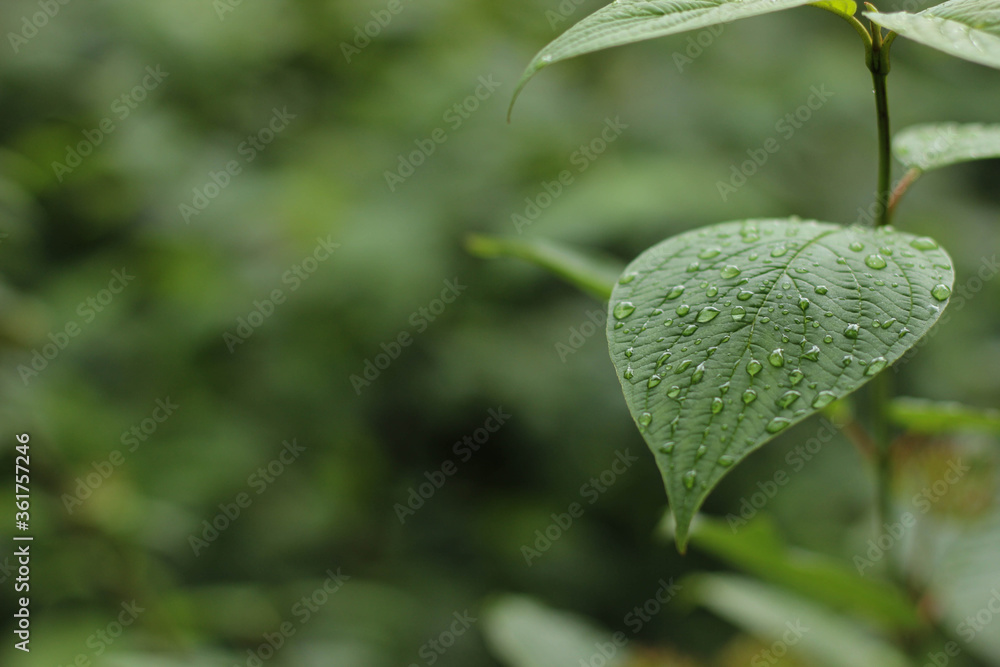 green background with plant for social media posts green background with plant for social media posts