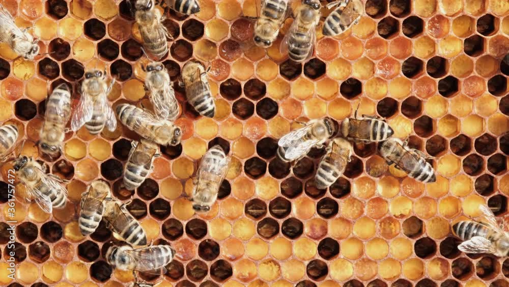 Honeycomb with colorful perga. Honeycomb with bee bread. Bees pack honeycomb with bee bread. Medicinal properties of bee bread. Apitherapy. Honeycomb with colorful perga. Honeycomb with bee bread. Bees pack honeycomb with bee bread. Medicinal properties of bee bread. Apitherapy.