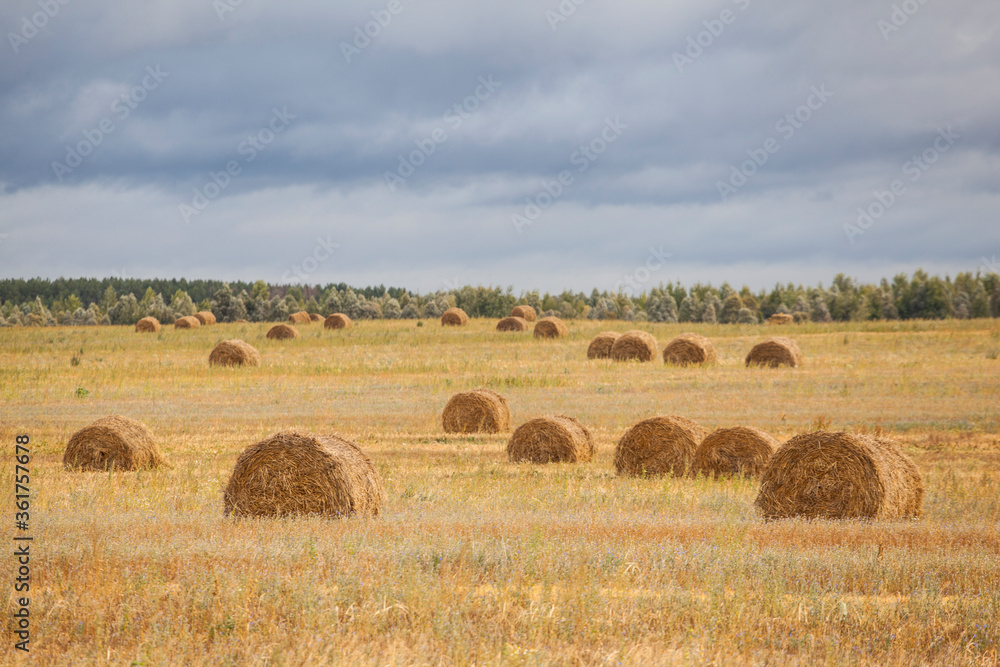 Beautiful yellow field with haystacks