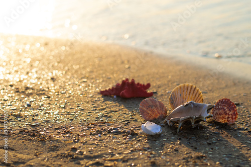 Shells on the sand