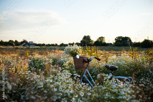 bike with basket with flowers against daisy field  background