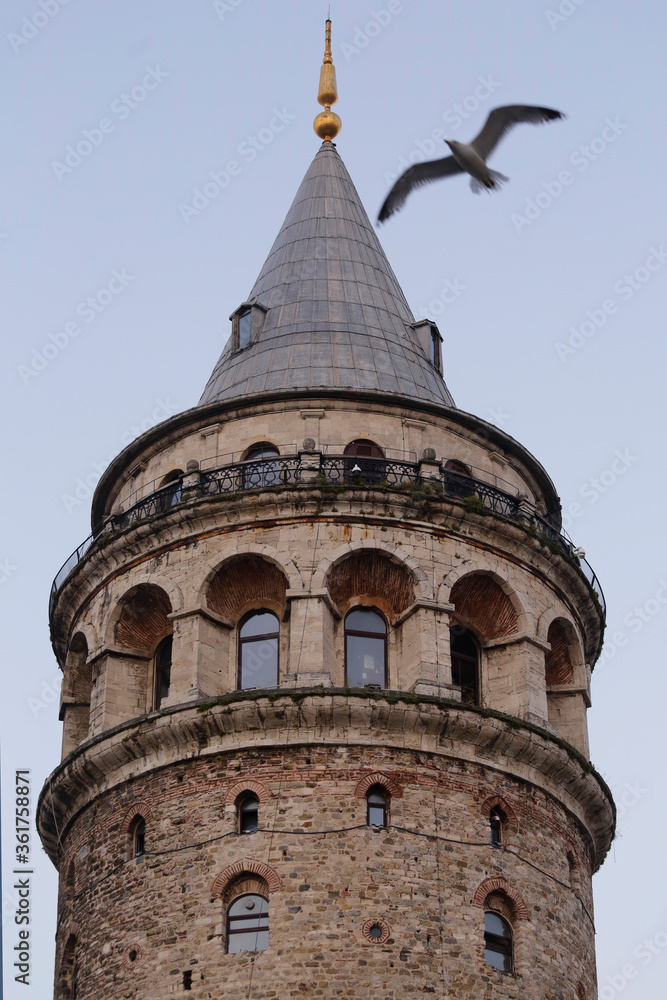 Seagull fly over the famous Galata Tower illuminated by the early morning sunlight during the beginning of summer season in Istanbul, Turkey.