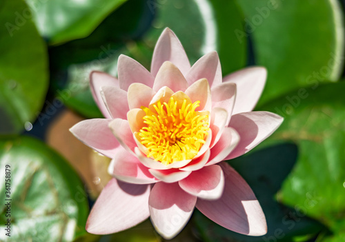 Water lily growing on an artificial water reservoir