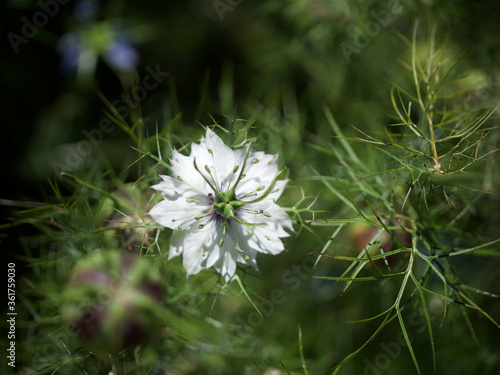 love-in-a-mist what a pretty name and so true  this is the love of the univers  jungfer im gruenen
