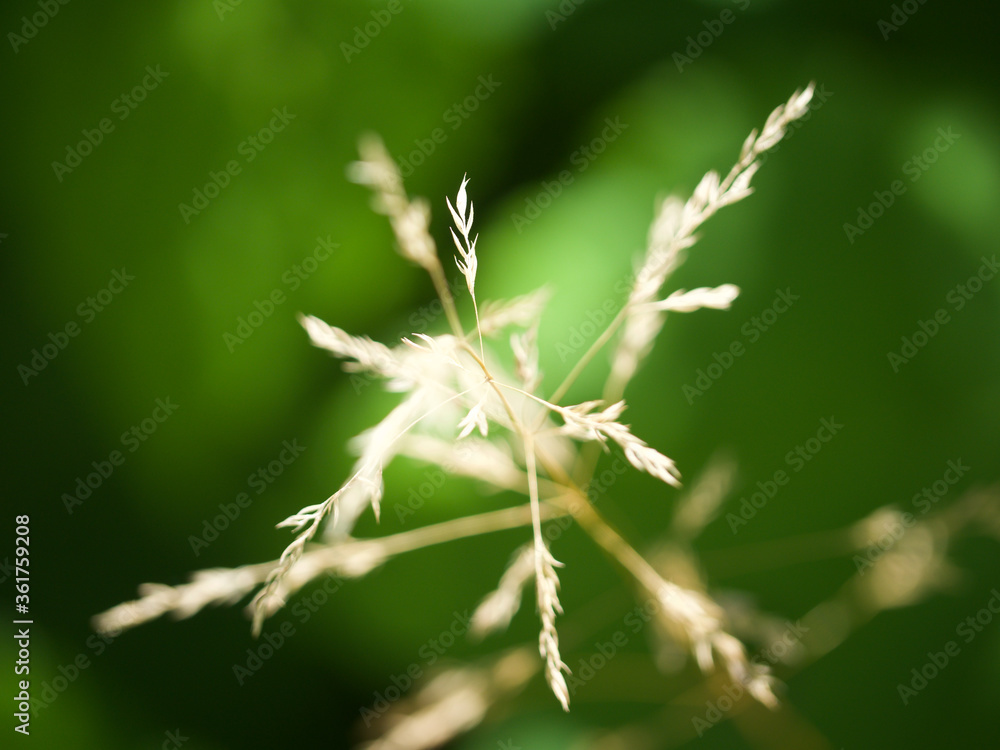 close up of grass halm so fein und zart wie das leben selbst ist life is also so fine and gentle and tender like this culm - obrazy, fototapety, plakaty 