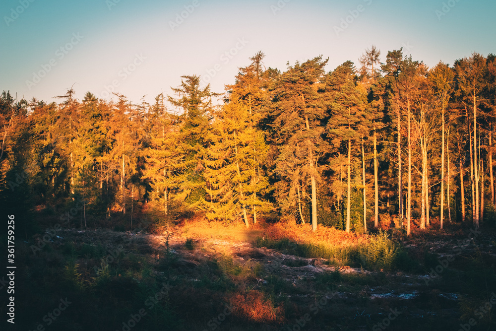 Fototapeta premium sunlight hitting pine trees in a forest