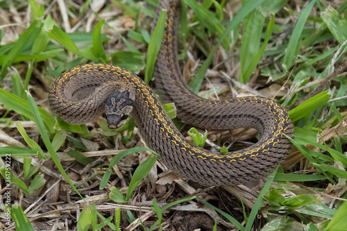 Snake on the lawn in nature