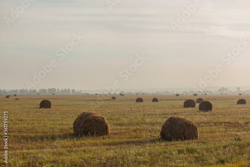 Beautiful yellow field with haystacks © Oleh