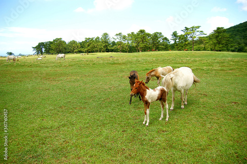 horses on the field © hyeri