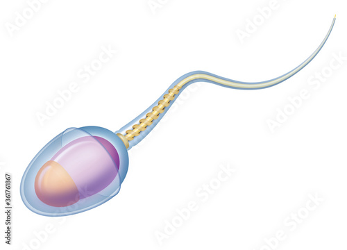 Fotografía The human sperm cell. Reproductive cell in males