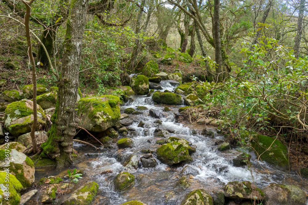 Bosque jurásico en el interior del parque natural de los alcornocales, Andalucía