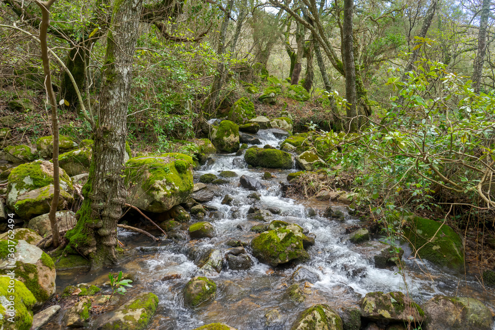 Bosque jurásico en el interior del parque natural de los alcornocales, Andalucía Bosque jurásico en el interior del parque natural de los alcornocales, Andalucía