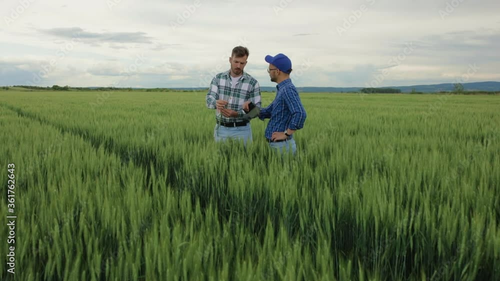 Two farmers standing in green wheat field examining crop during the cloudy day. Two farmers standing in green wheat field examining crop during the cloudy day.