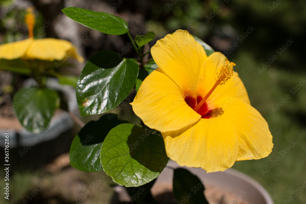 Hibiscus Gumamela yellow flower , flora of the Philippines, gardening and planting flowers Hibiscus Gumamela yellow flower , flora of the Philippines, gardening and planting flowers