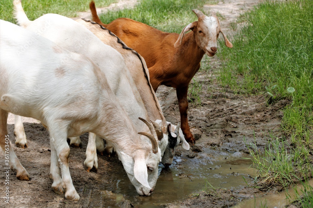 Goat goat watering drought drink thirst drink water animals goat autumn summer nature Goat goat watering drought drink thirst drink water animals goat autumn summer nature