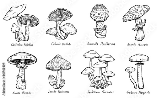 Set of Forest types of poisonous mushrooms collection, edible and non-edible boletus in retro sketch style. All elements isolated