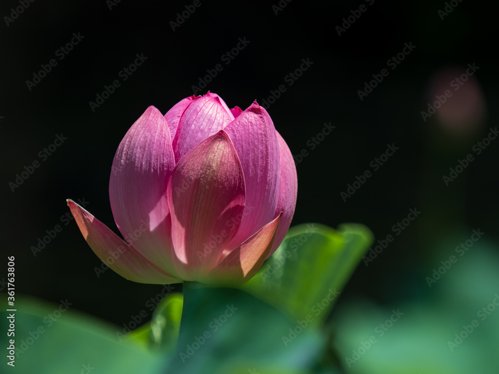 ピンク色のハスの花 7月 ピンク色のハスの花 7月