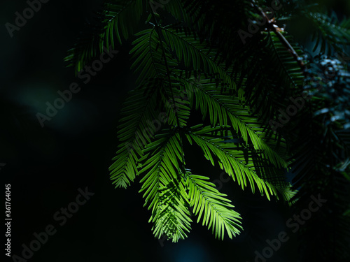 光を受けて緑色に輝く針葉樹の葉　7月