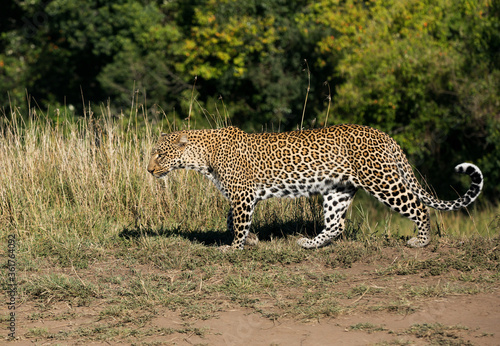 Leopard Koboso at Masai Mara, Kenya