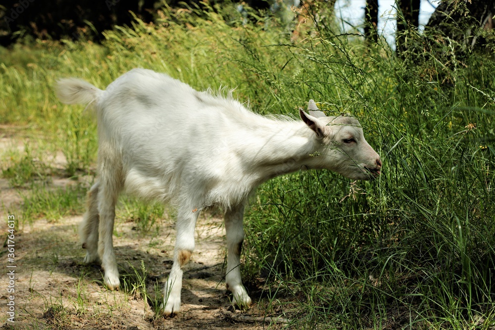 White goat grazes eats grass autumn summer forest hungry White goat grazes eats grass autumn summer forest hungry