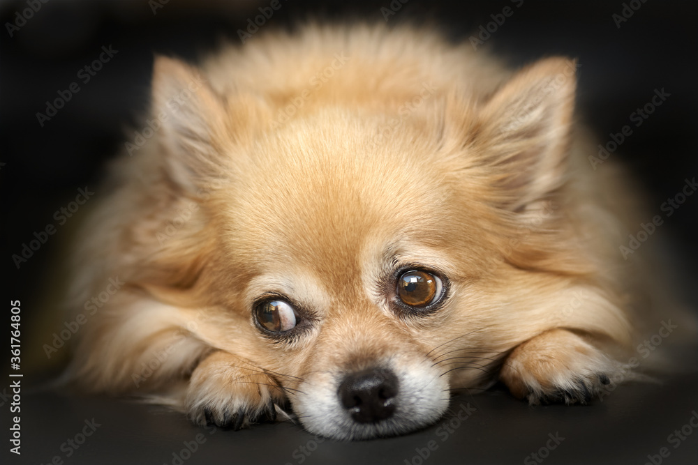 Close up of the head of a chihuahua in dark background