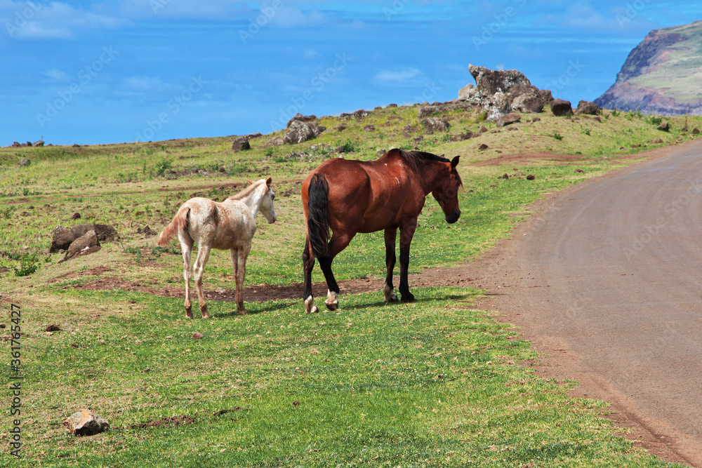 Rapa Nui. Horses on Easter Island, Chile