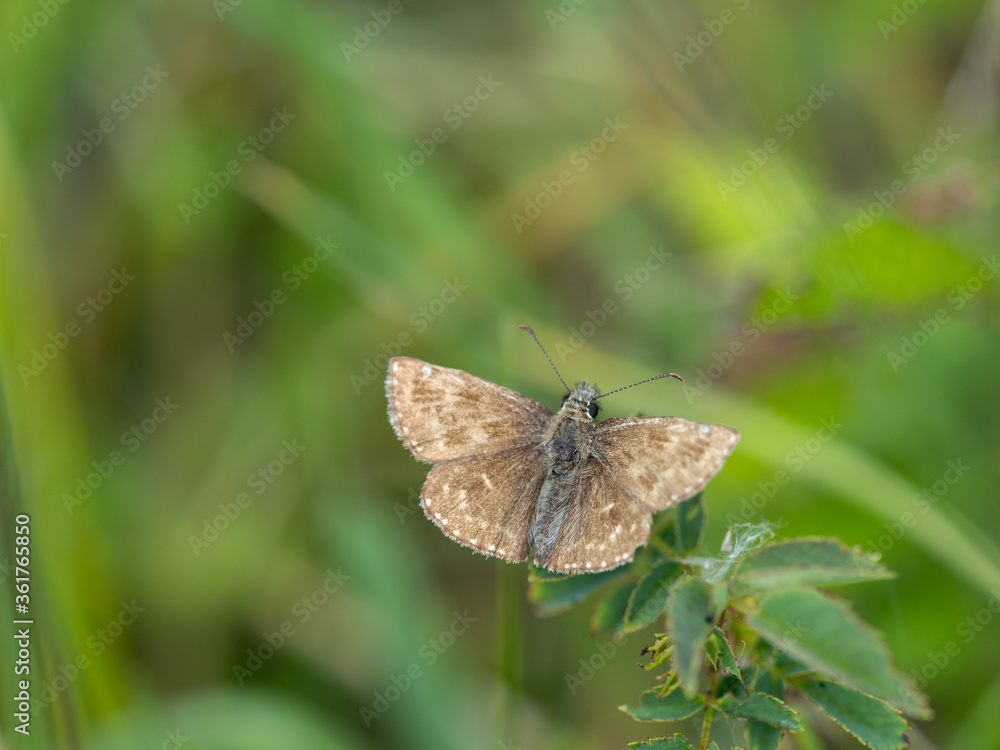 Dingy Skipper Resting in a Meadow Dingy Skipper Resting in a Meadow
