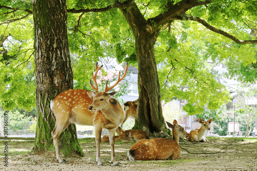 Deer herd resting under the trees in Nara (Japan)