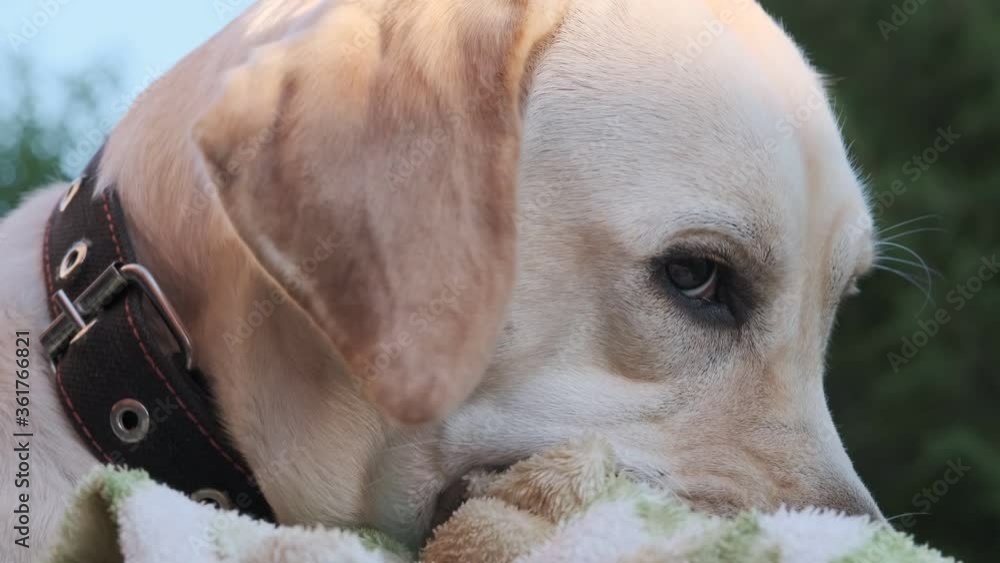 Labrador dog nibbles a blanket lying on the grass. Young Labrador age 1