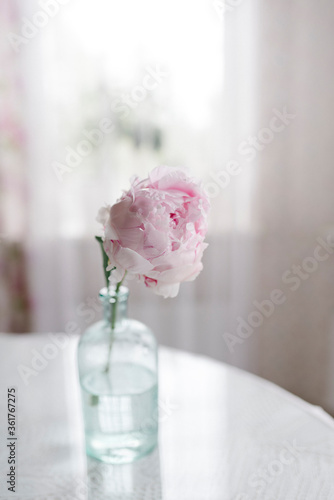 Light pink pion in vase on the table
