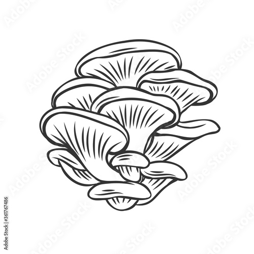 Edible mushrooms oyster outline icon. photo