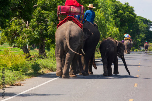elephant walk in the road © Benzine