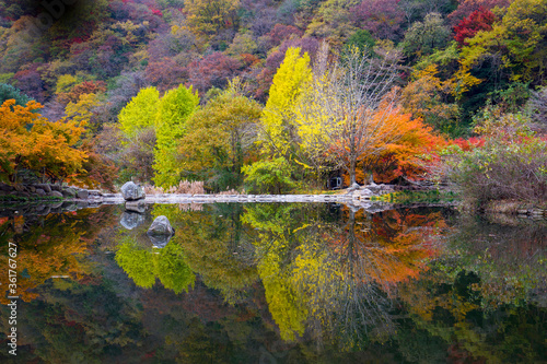 Fototapeta Naklejka Na Ścianę i Meble -  autumnal colors 