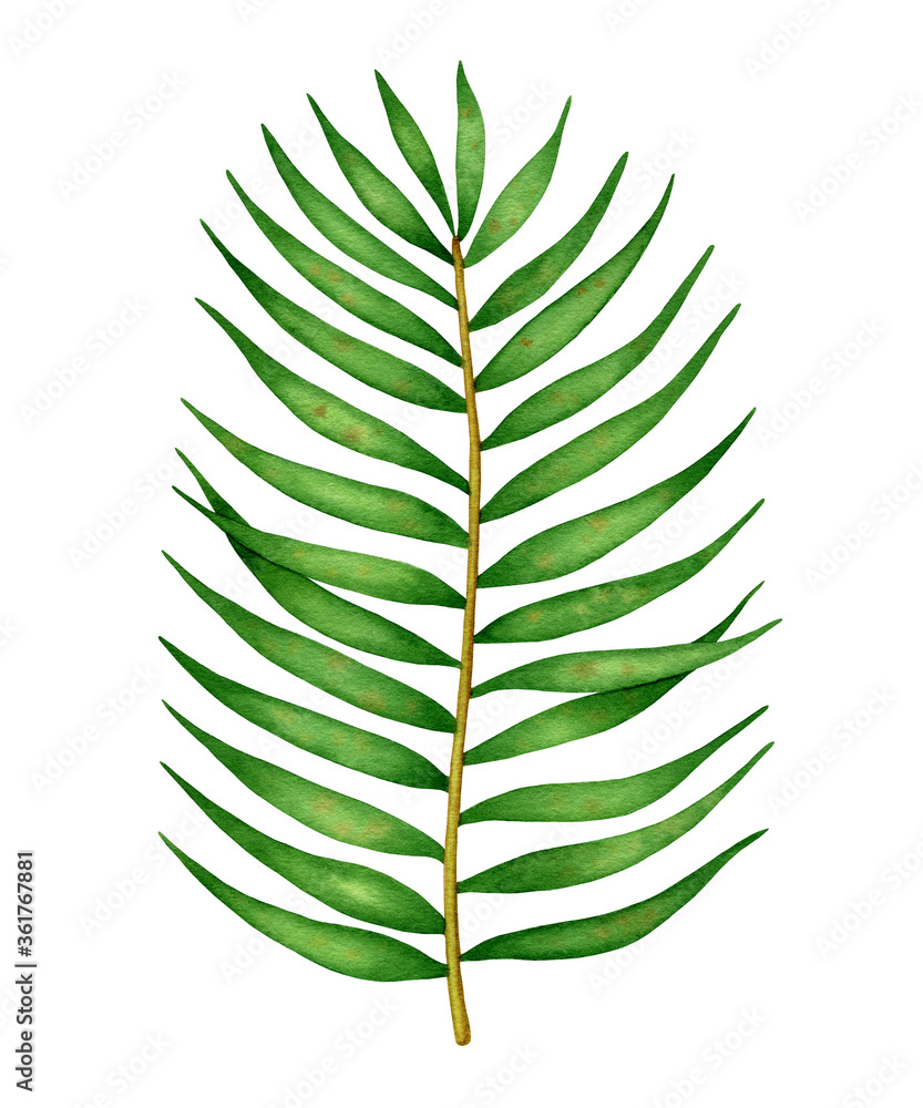 Watercolor green tropical leaf isolated on white background. Сoconut ...