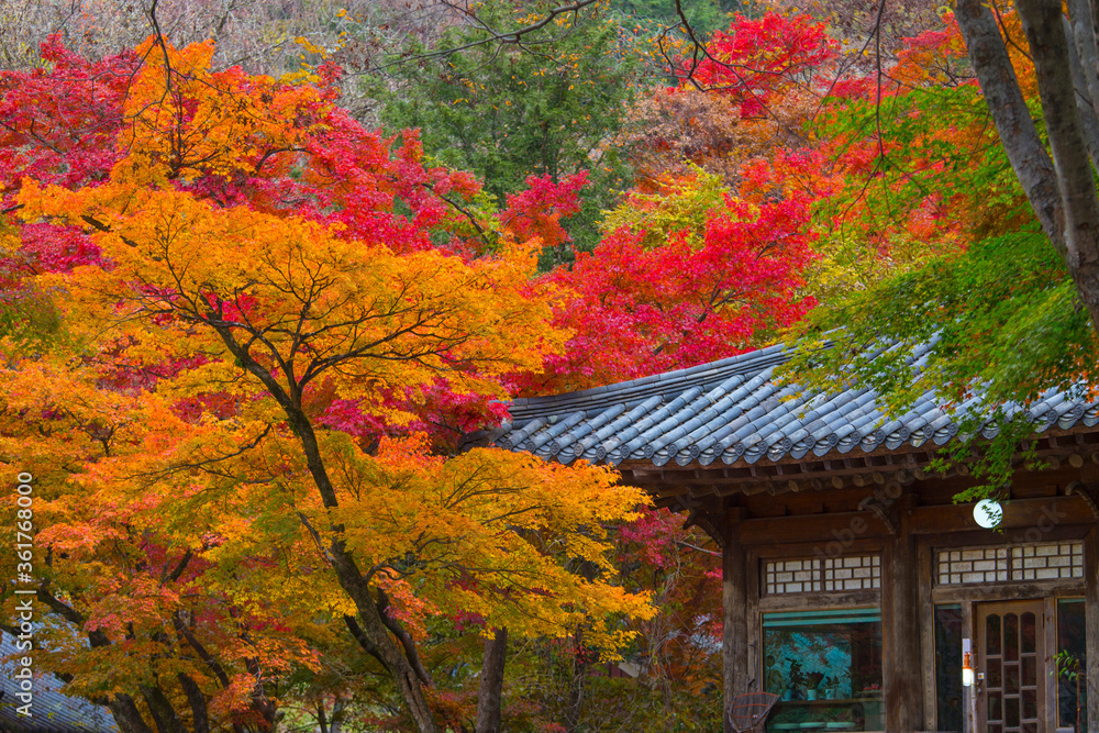 autumnal colors 