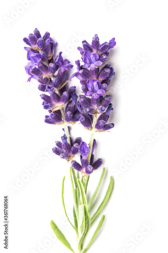 Lavender flowers leaves white background closeup