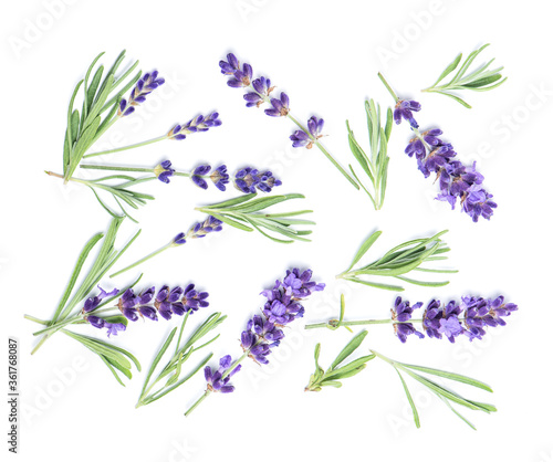Lavender flowers leaves white Floral background